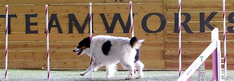 Teamworks dog training. Things To Know About Teamworks dog training. 